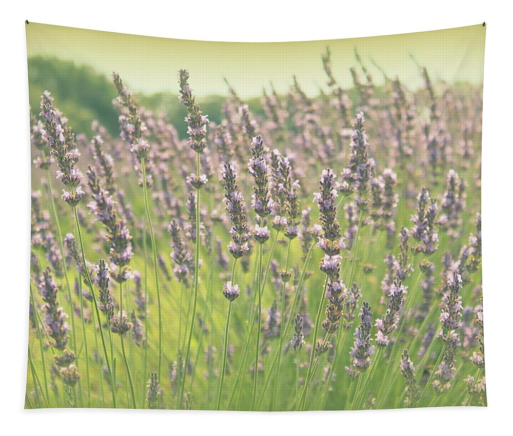 Lavender Tapestry featuring the photograph Summer Dreams by Lynn Sprowl
