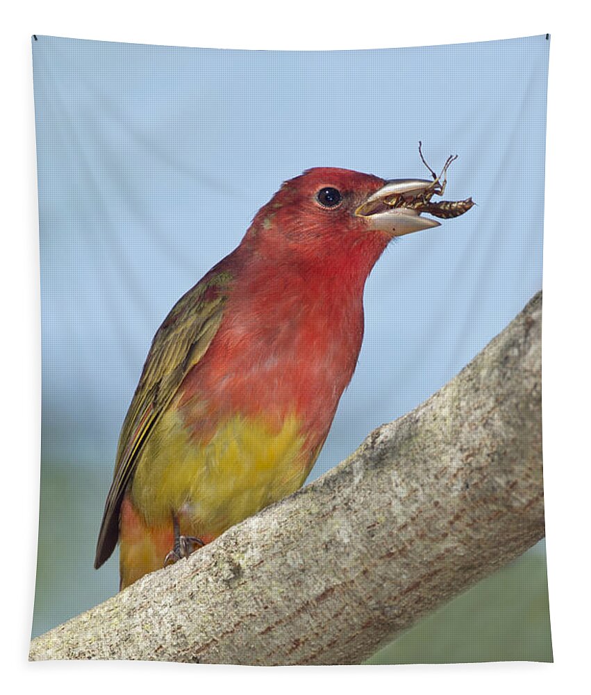 Summer Tanager Tapestry featuring the photograph Summer Tanager Eating Wasp by Anthony Mercieca