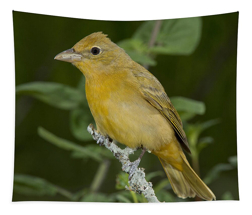 Summer Tanager Tapestry featuring the photograph Summer Tanager Hen by Anthony Mercieca