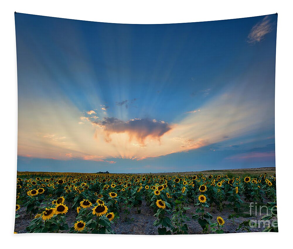Flowers Tapestry featuring the photograph Sunflower Field at Sunset by Jim Garrison