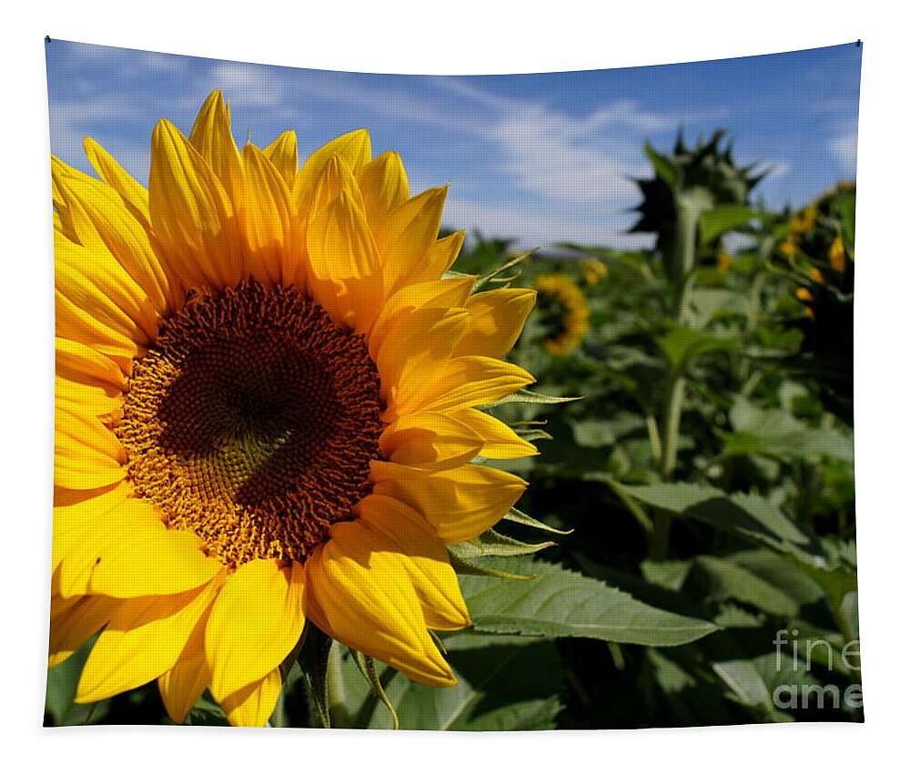 Agriculture Tapestry featuring the photograph Sunflower Glow by Kerri Mortenson