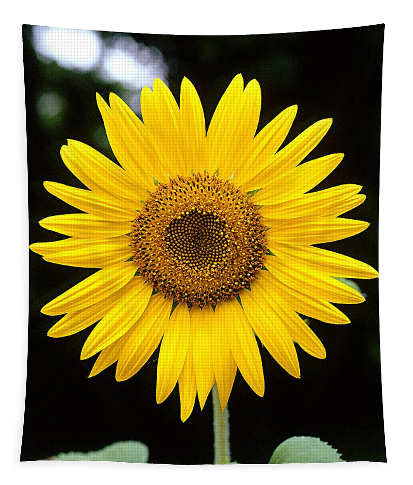 Plant Tapestry featuring the photograph Sunflower by Gregory G. Dimijian