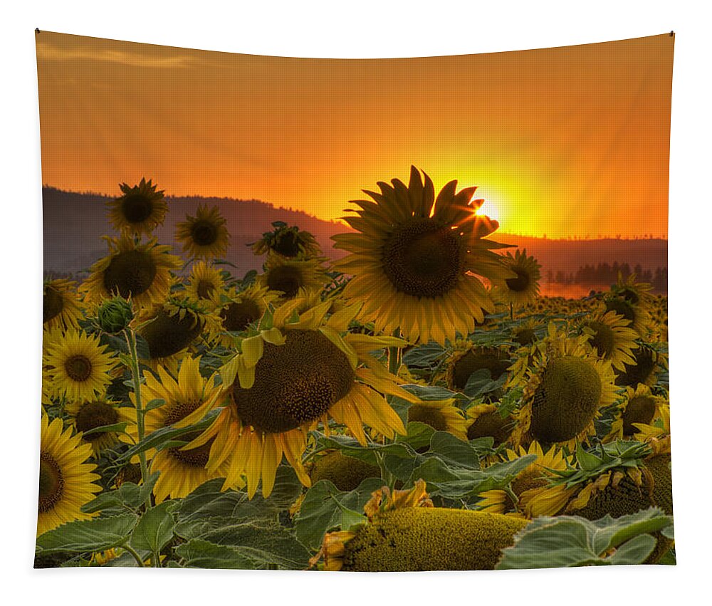 Sunflower Tapestry featuring the photograph Sunflower Sun Rays by Mark Kiver