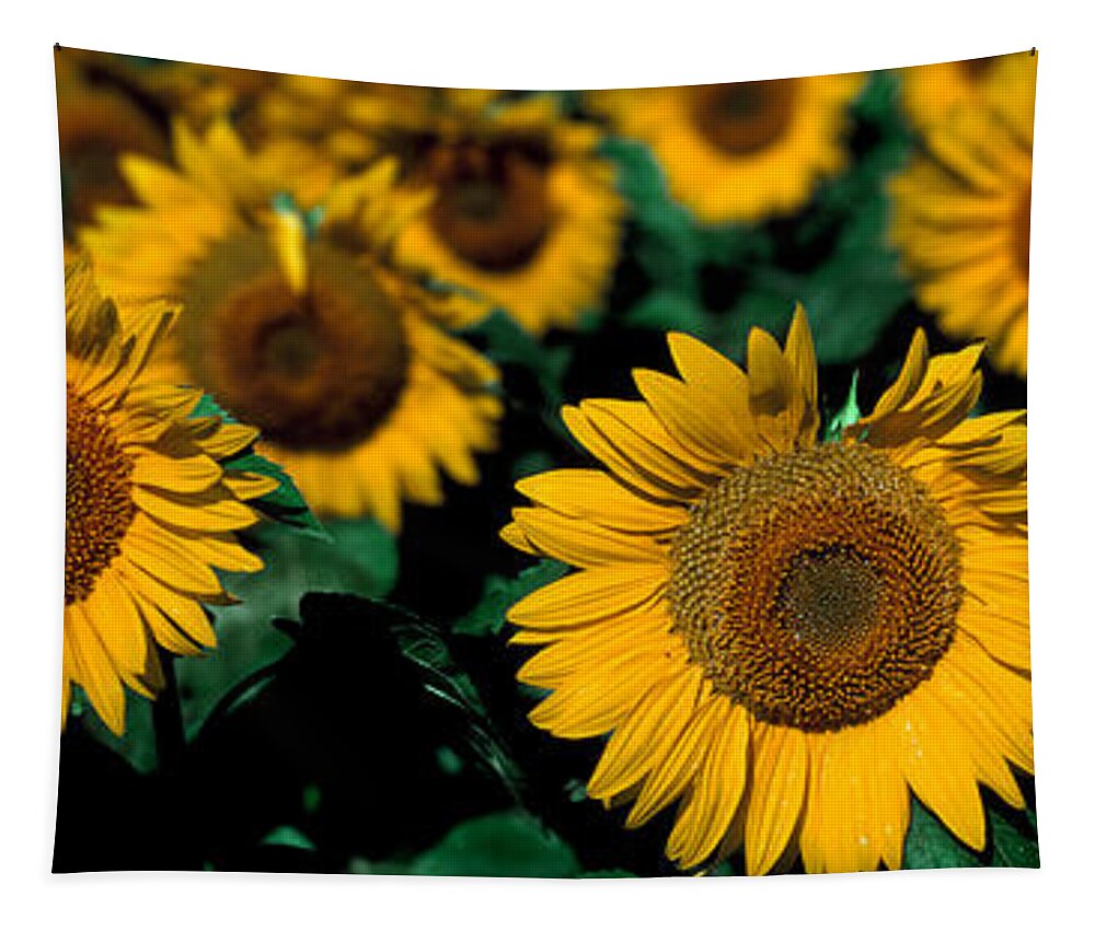 Photography Tapestry featuring the photograph Sunflowers Nd Usa by Panoramic Images