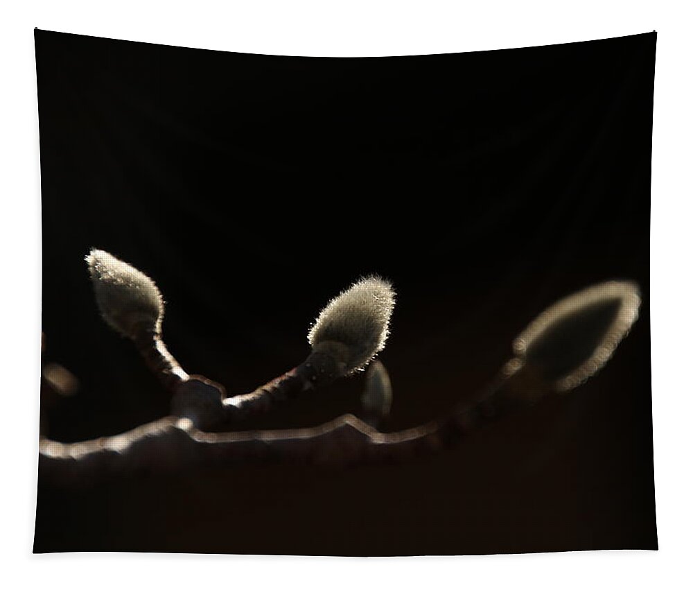Magnolia Buds Tapestry featuring the photograph Sunlit Magnolia Buds by David Yocum