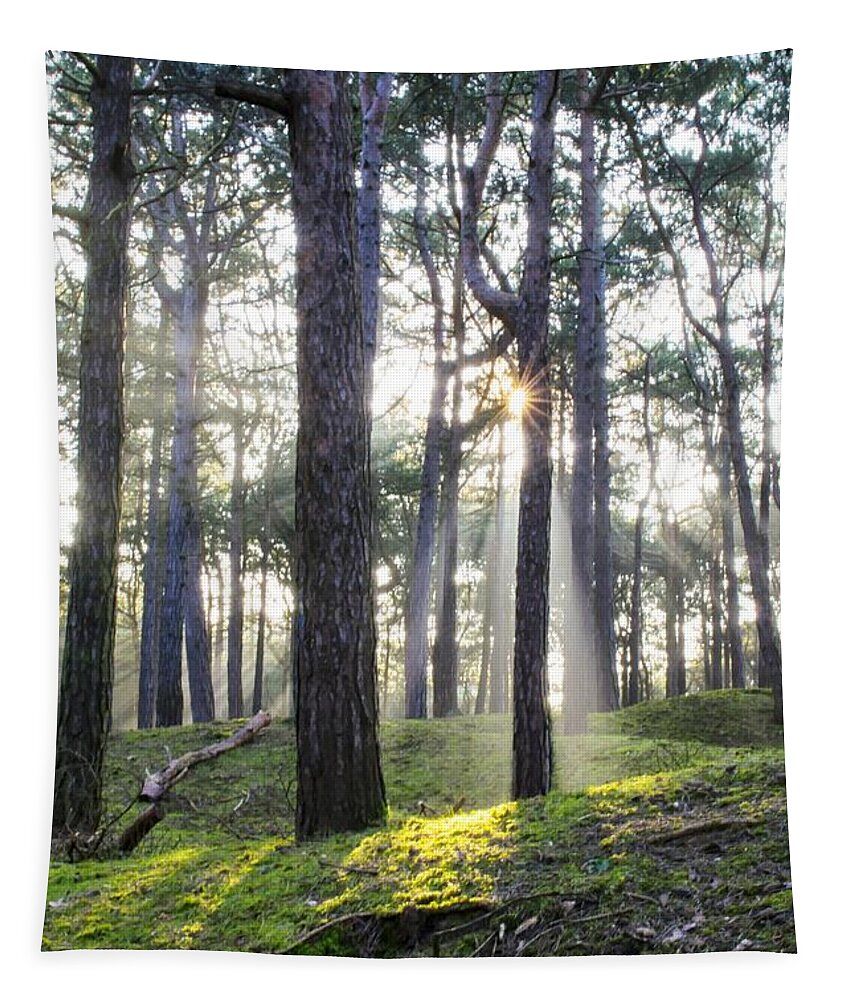 Trees Tapestry featuring the photograph Sunlit Trees by Spikey Mouse Photography