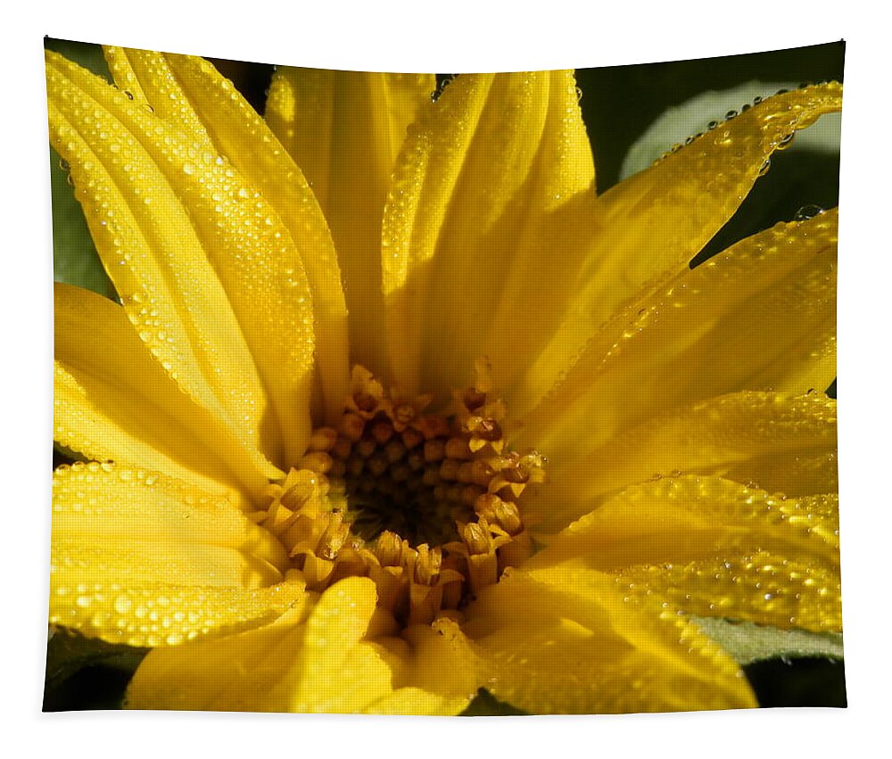 Another Morning With #dew On The #sunflower Blooming Tapestry featuring the photograph Sunny Sunflower Dew by Belinda Lee