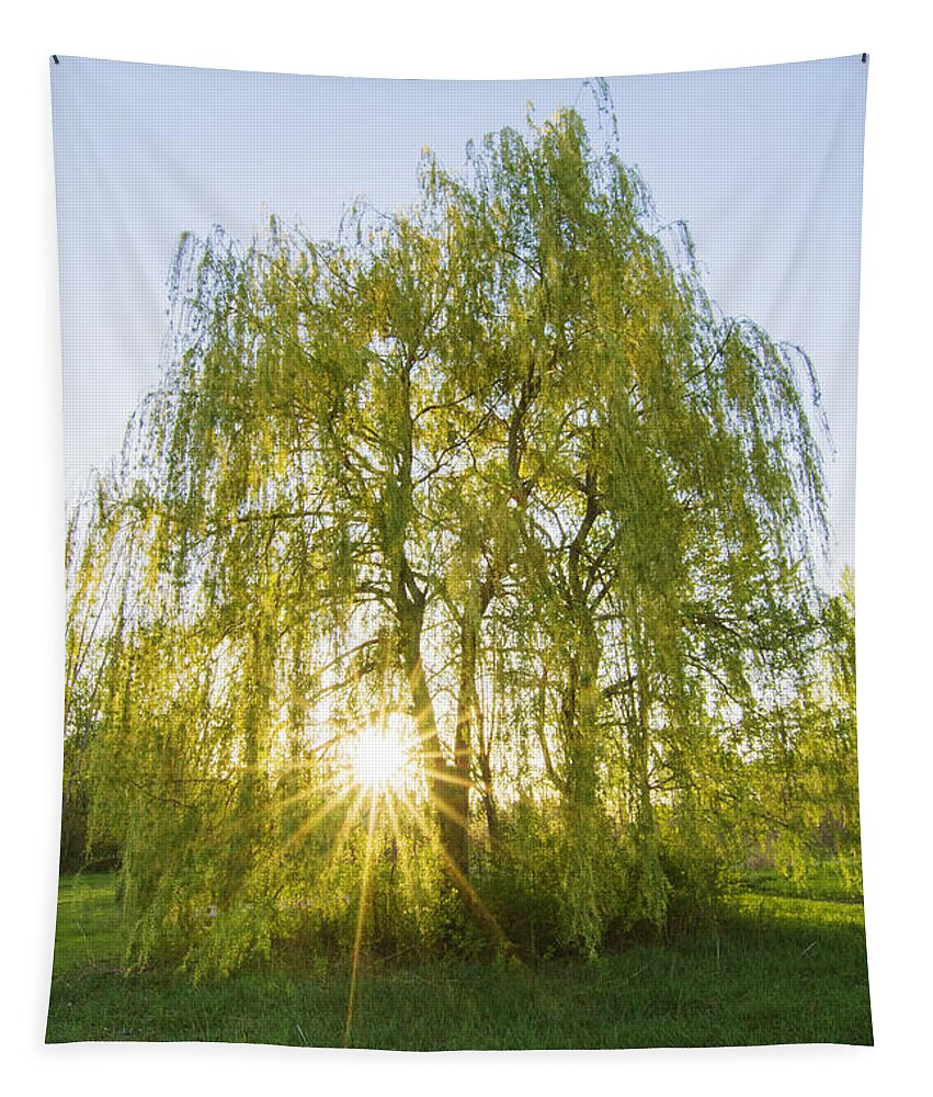 Autumn Tapestry featuring the photograph Sunset Willow by Mircea Costina Photography