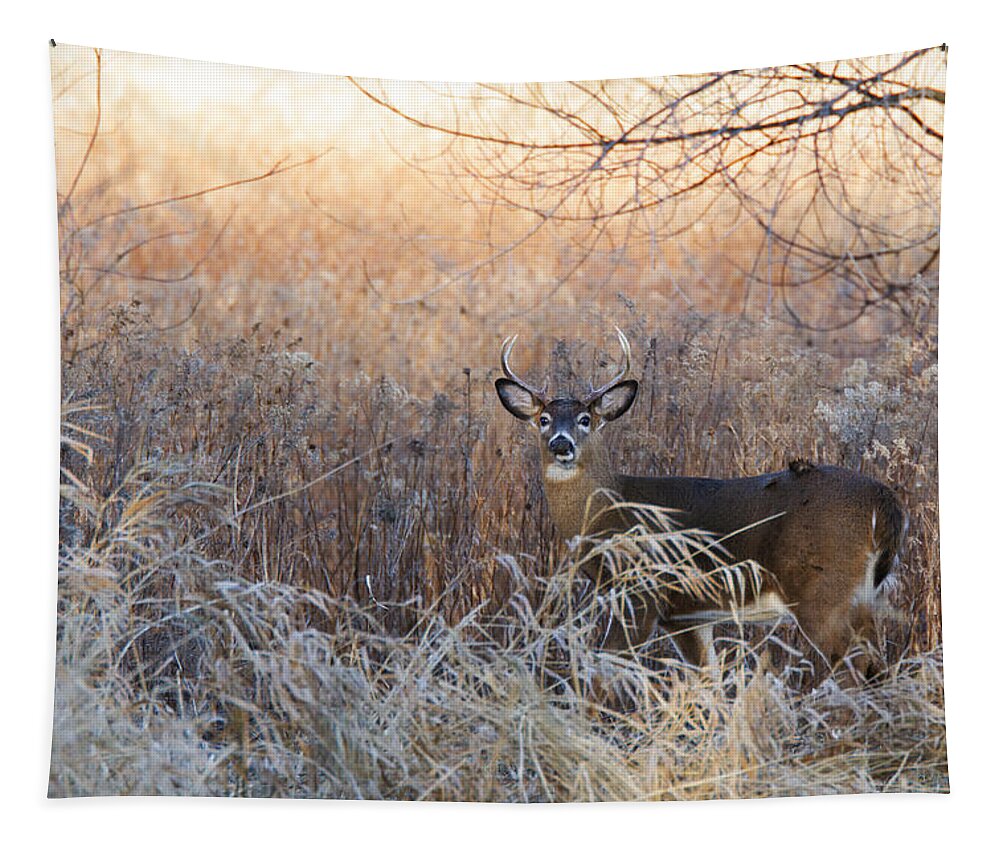 White-tailed Tapestry featuring the photograph Sunshine Deer by Mircea Costina Photography