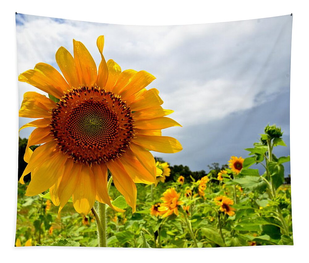 Landscape Tapestry featuring the Sunshine on a Cloudy Day by AnnaJo Vahle