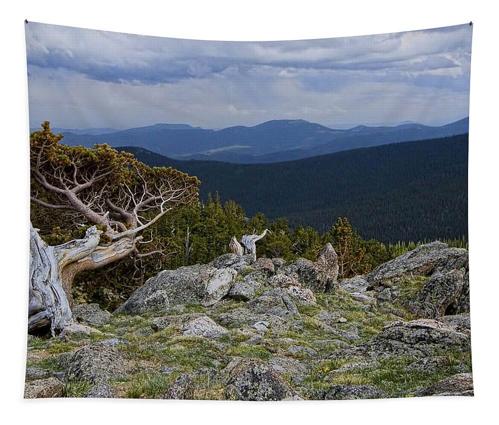 Tree Tapestry featuring the photograph Survivor by Gary Holmes