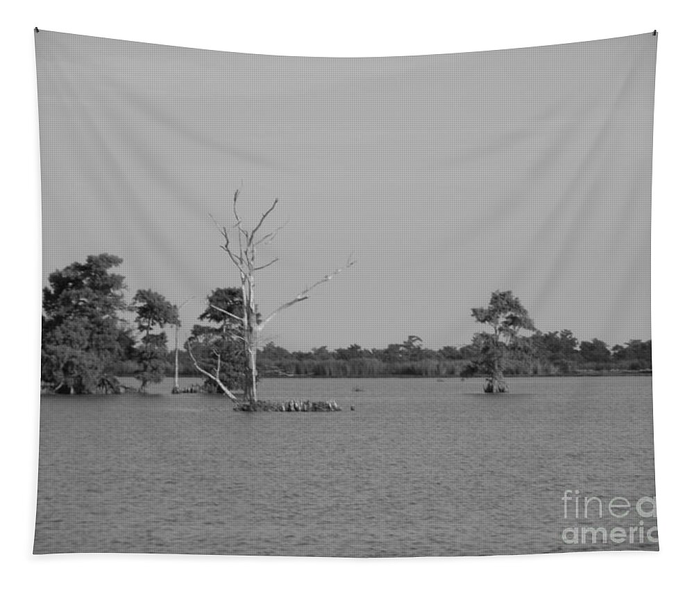 Water Lilly Tapestry featuring the photograph Swamp Cypress Trees Black and White by Joseph Baril