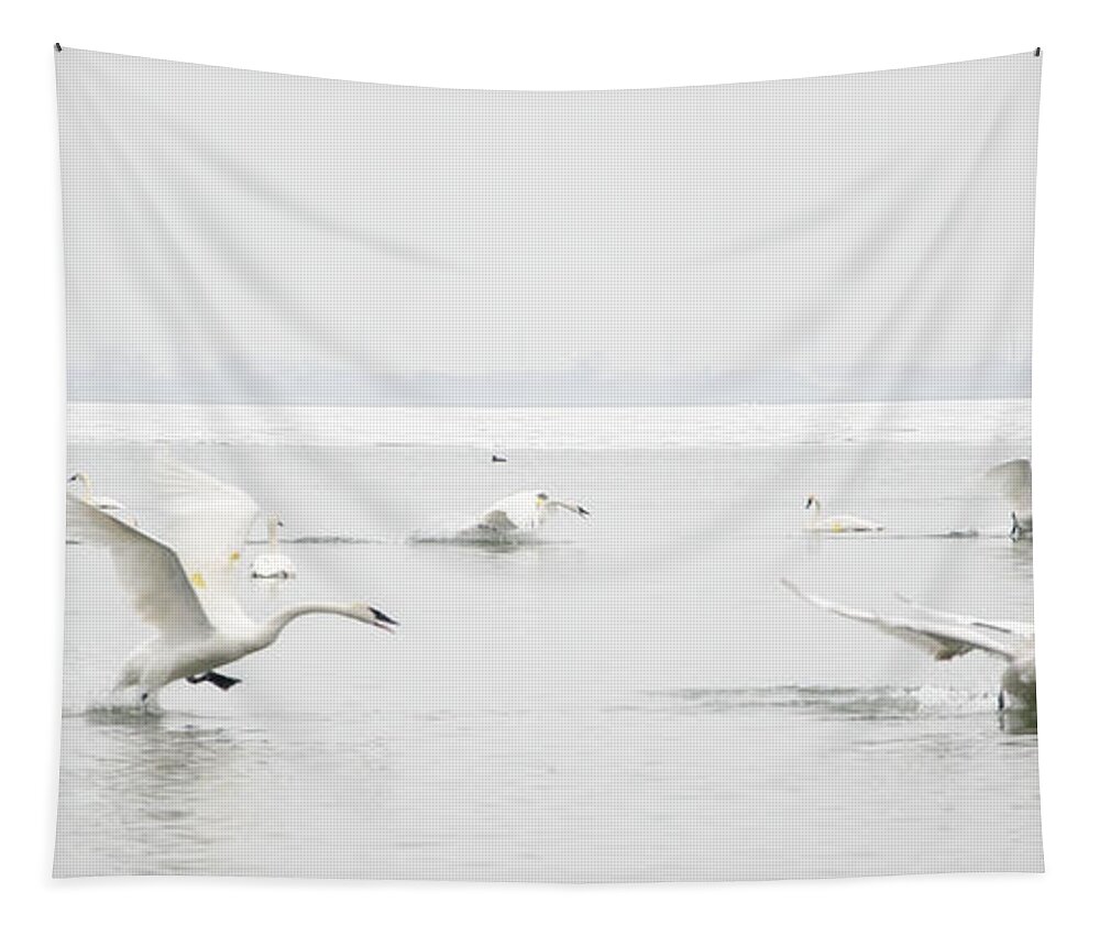 Swan Tapestry featuring the photograph Swan Fight by Laurel Best