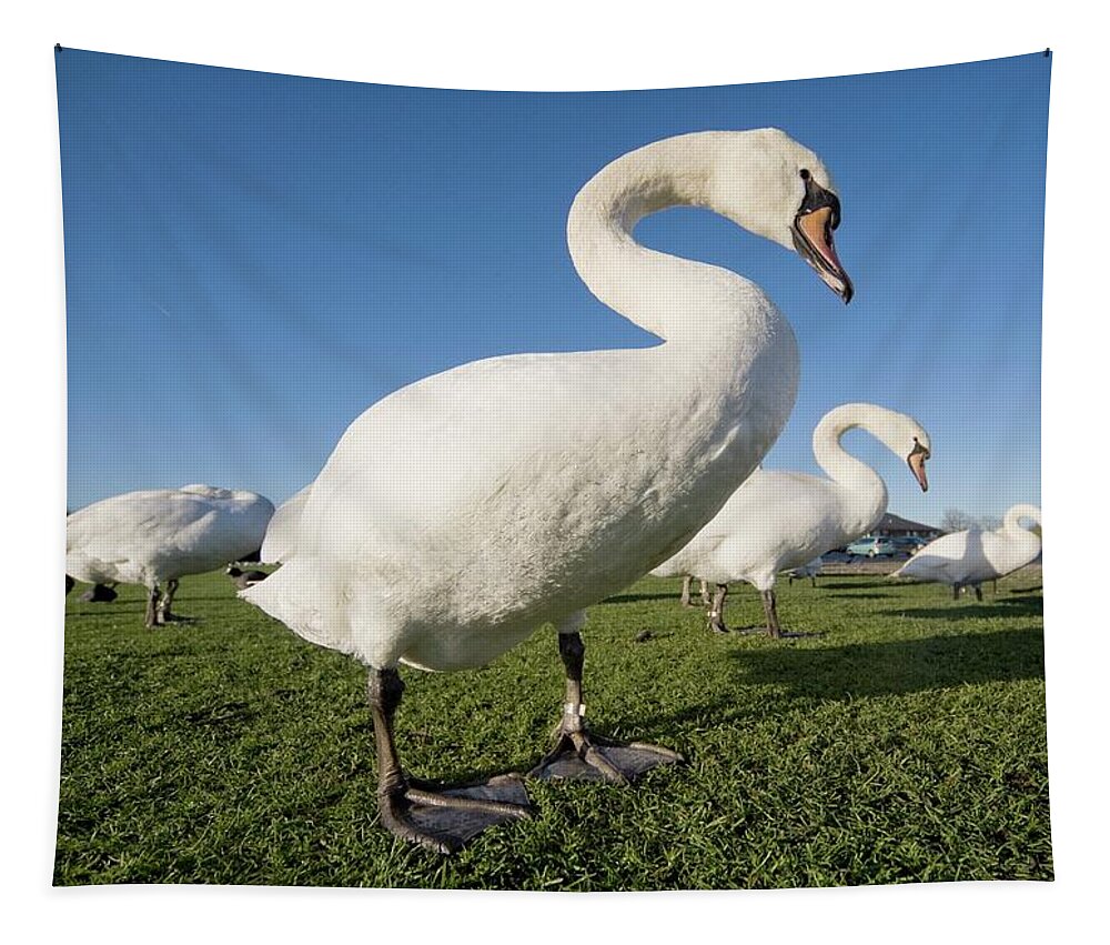 Avian Tapestry featuring the photograph Swans by John Short