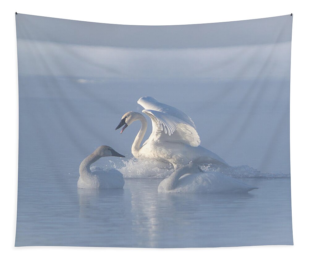 Swan Tapestry featuring the photograph Trumpeter Swans - Three's Company by Patti Deters