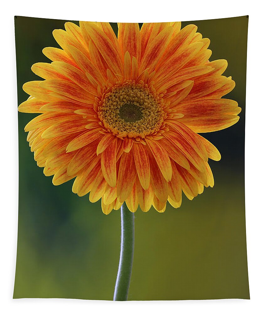 Daisy Tapestry featuring the photograph Sweet Daisy of Mine by Juergen Roth