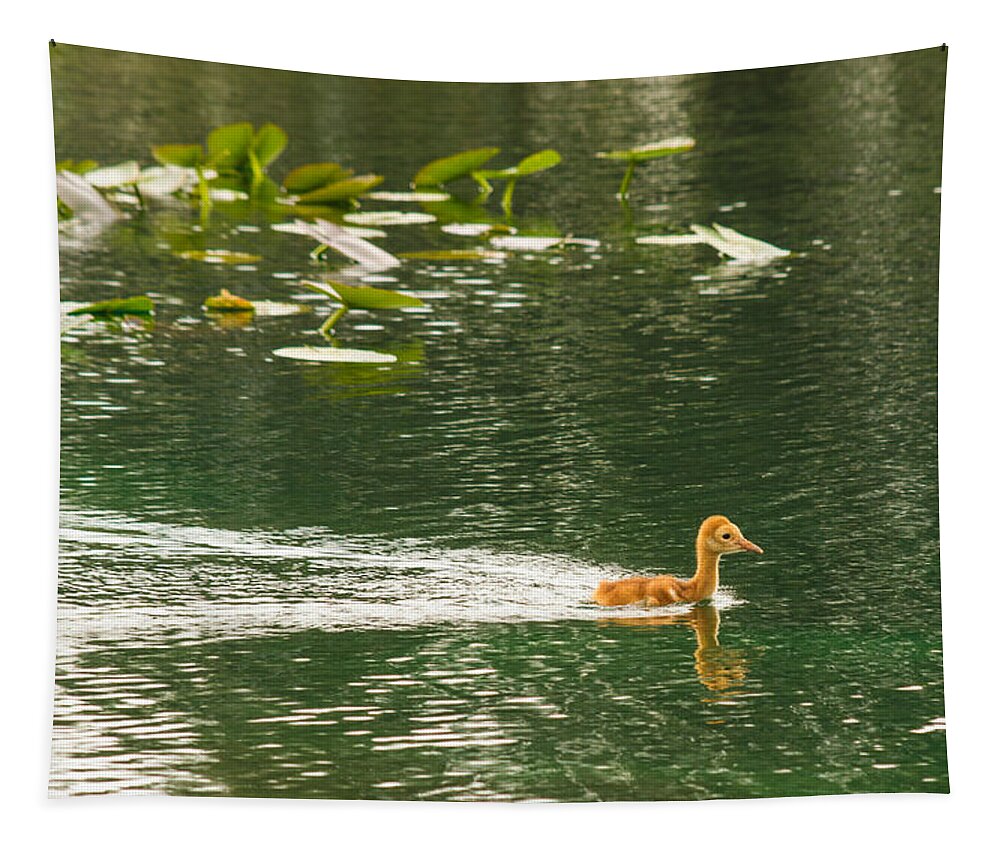 susan Molnar Tapestry featuring the photograph Swimming Baby Sandhill by Susan Molnar