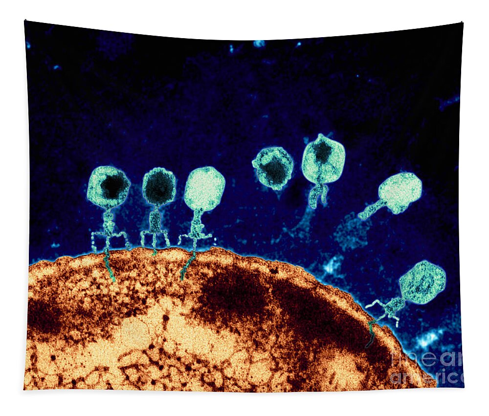 Bacteriophage Tapestry featuring the photograph T-bacteriophages and e-coli by Eye Of Science