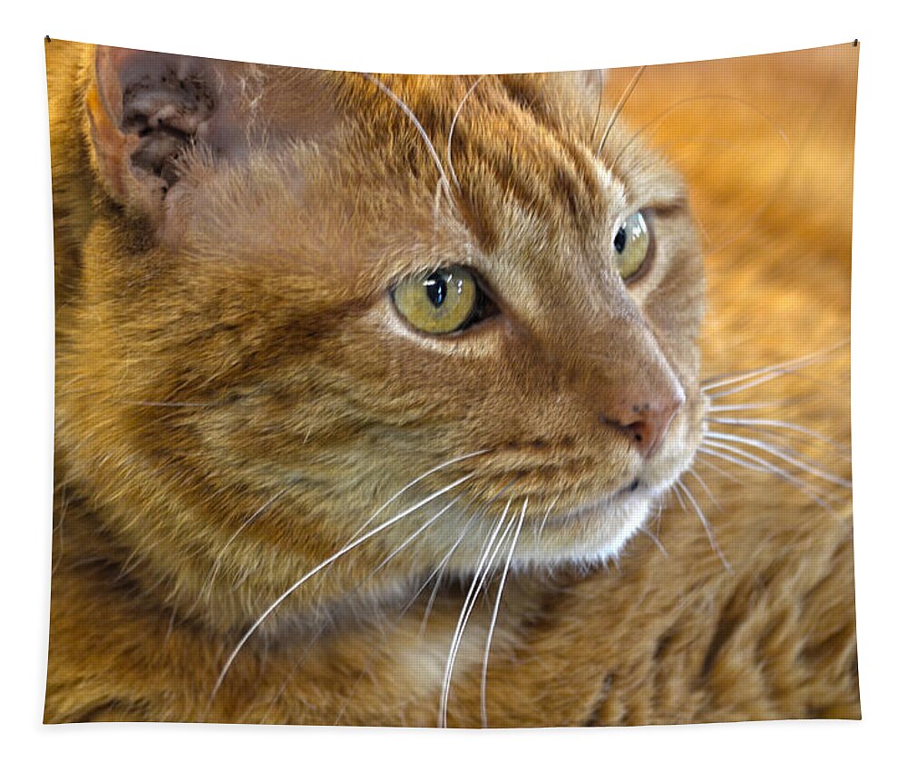 Cat Tapestry featuring the photograph Tabby Cat Portrait by Sandi OReilly