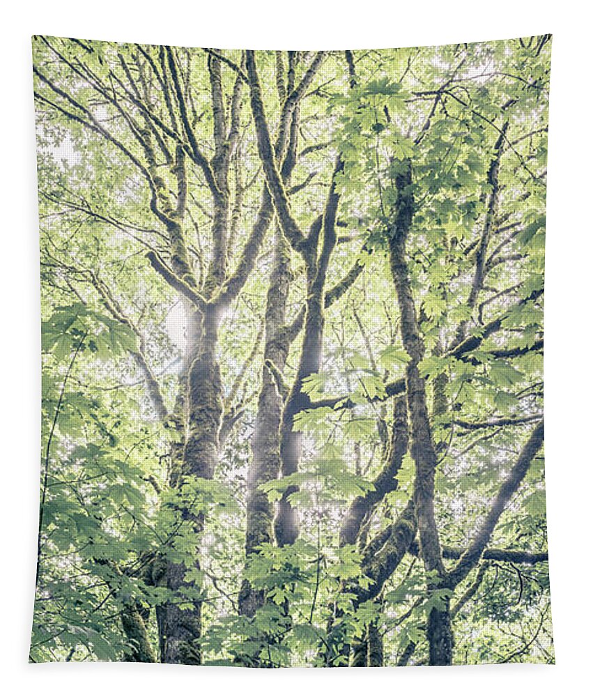 Cougar Mountain Regional Wildland Park Tapestry featuring the photograph Tall Maples by Alexander Kunz