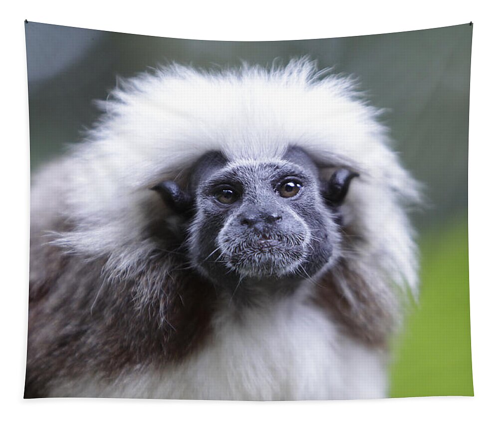 Cotton Top Tamarin Tapestry featuring the photograph Tamarins Face by Shoal Hollingsworth