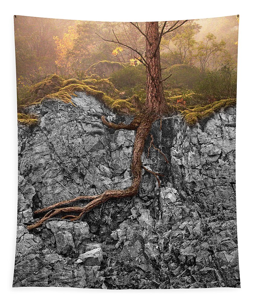 Tree Tapestry featuring the photograph Taproot by Mary Jo Allen