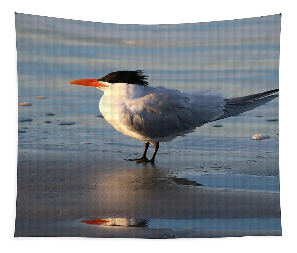 Tern Tapestry featuring the photograph Tern on the Beach by Christy Pooschke