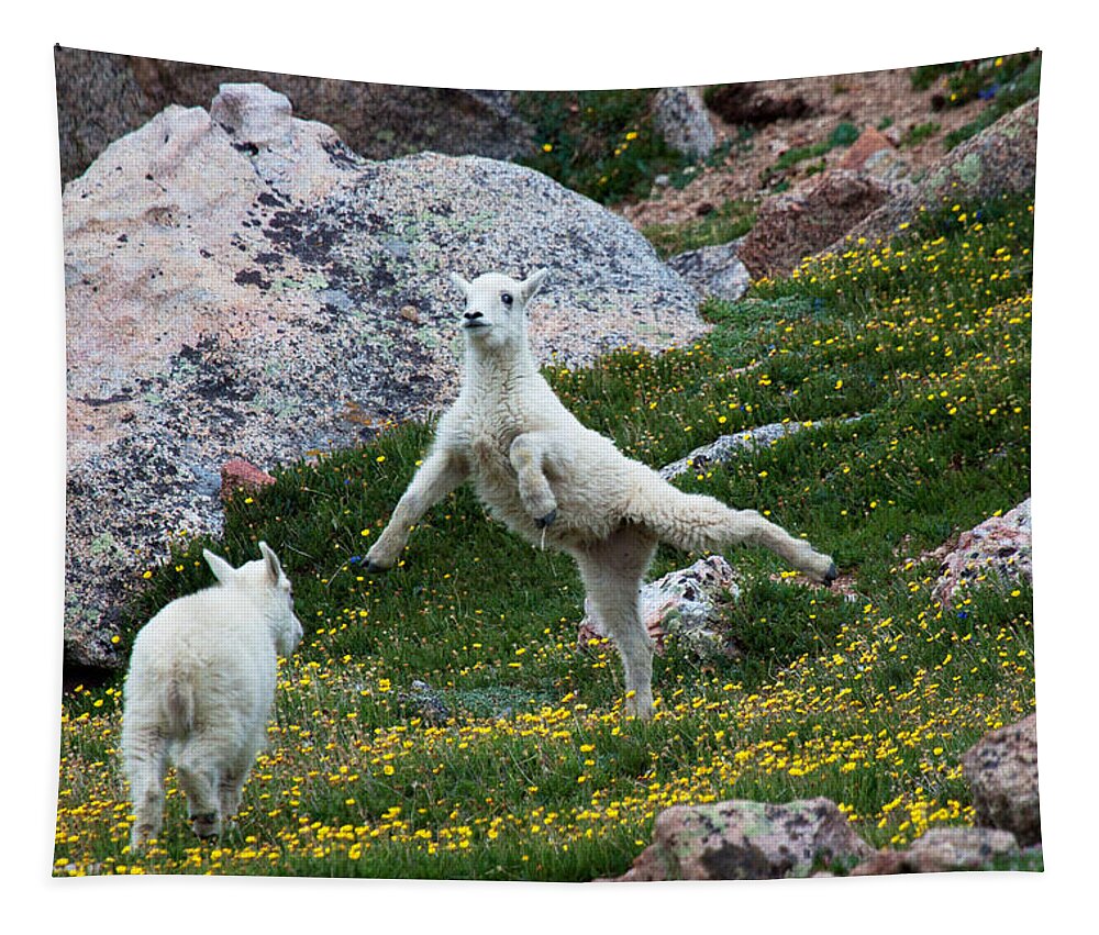 Mountain Goats; Posing; Group Photo; Baby Goat; Nature; Colorado; Crowd; Baby Goat; Mountain Goat Baby; Happy; Joy; Nature; Brothers Tapestry featuring the photograph The Ballerina by Jim Garrison
