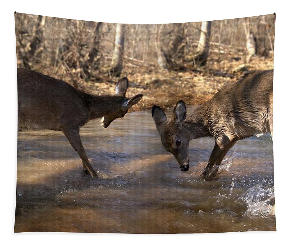 Deer Tapestry featuring the photograph The Bill and Mike show by Bill Stephens