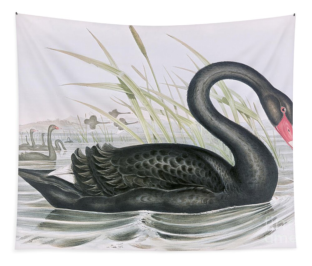 Black Swan Tapestry featuring the painting The Black Swan by John Gould
