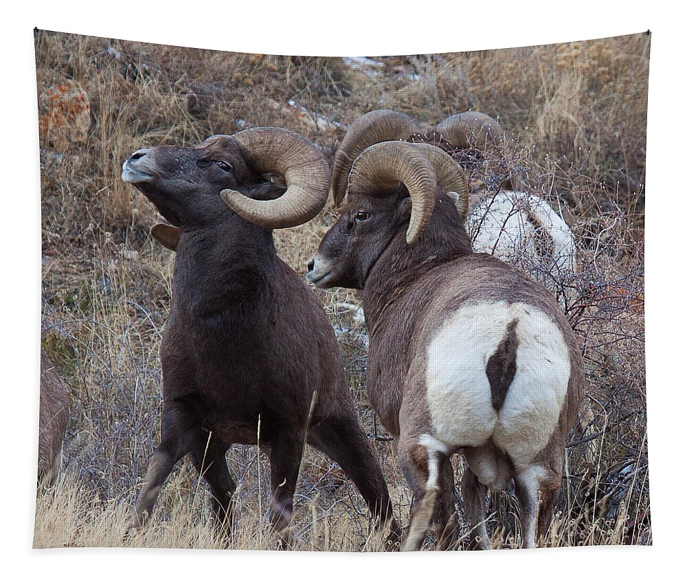 Bighorn Sheep; Rams; Rut; Rutting; Sheep; Rocky Mt.; Challenge; Taunt; Boys Club; Club; Wildlife; Male; Challenge; Tapestry featuring the photograph The Boys Club by Jim Garrison