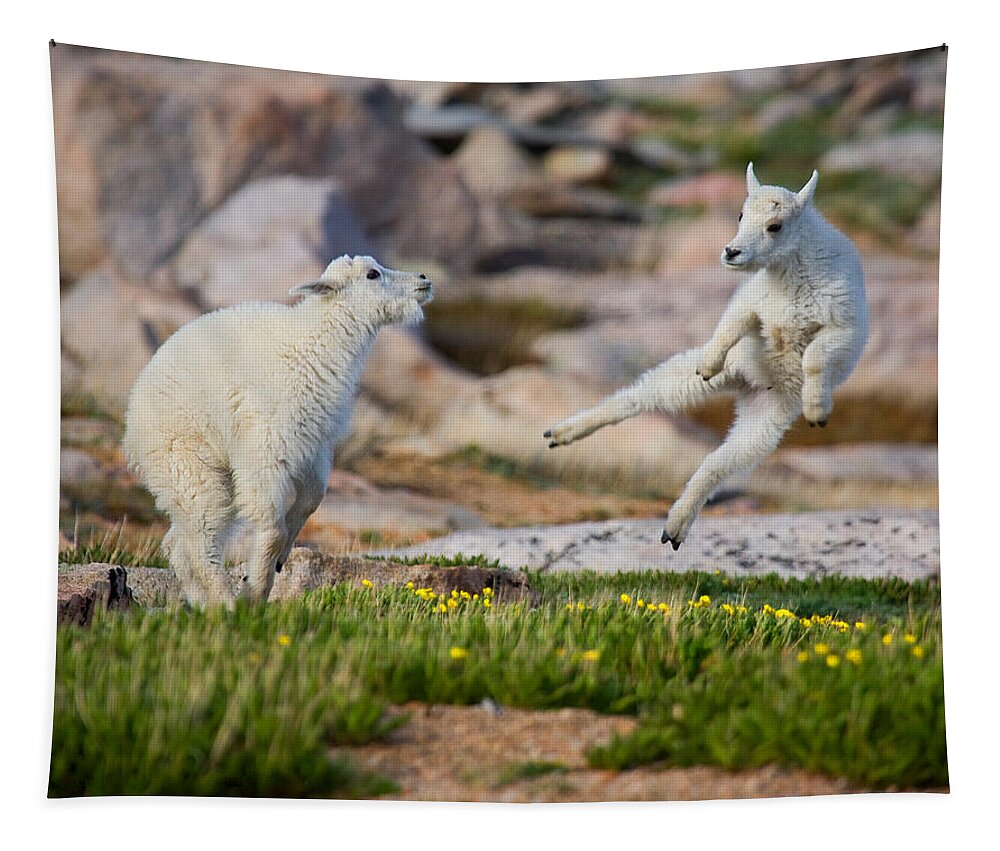 Baby Goat; Mountain Goat Baby; Dance; Dancing; Happy; Joy; Nature; Baby Goat; Mountain Goat Baby; Happy; Joy; Nature; Brothers Tapestry featuring the photograph The Dance of Joy by Jim Garrison
