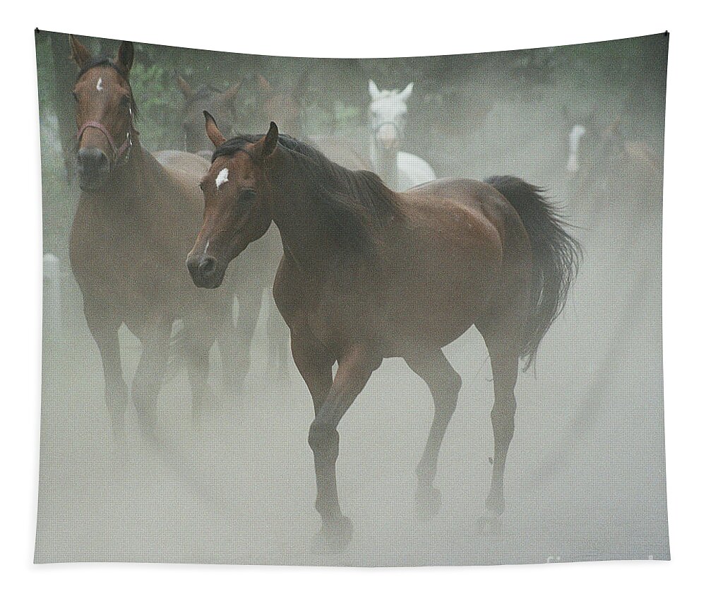 Arabian Horse Tapestry featuring the photograph The daughters of a Desert by Ang El