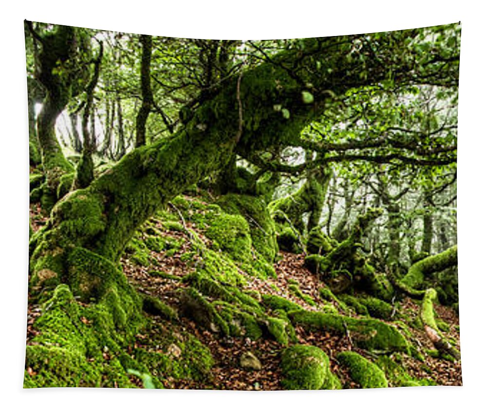 Forest Tapestry featuring the photograph The Elven forest No2 Wide by Weston Westmoreland
