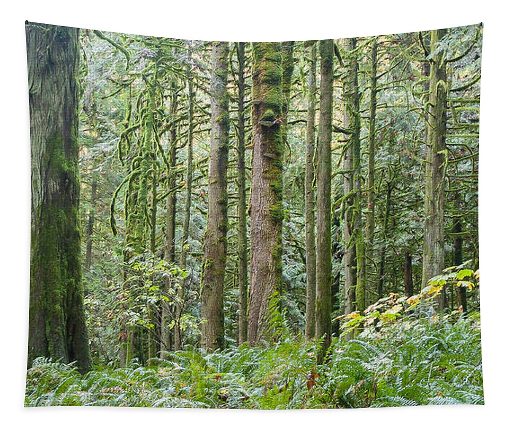 Tree Tapestry featuring the photograph The Emerald Forest by Linda McRae