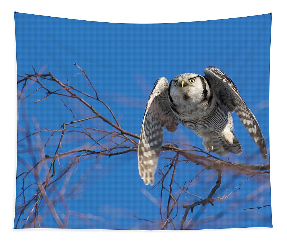 Northern Hawk Owl Tapestry featuring the photograph The flying Northern Hawk Owl by Torbjorn Swenelius