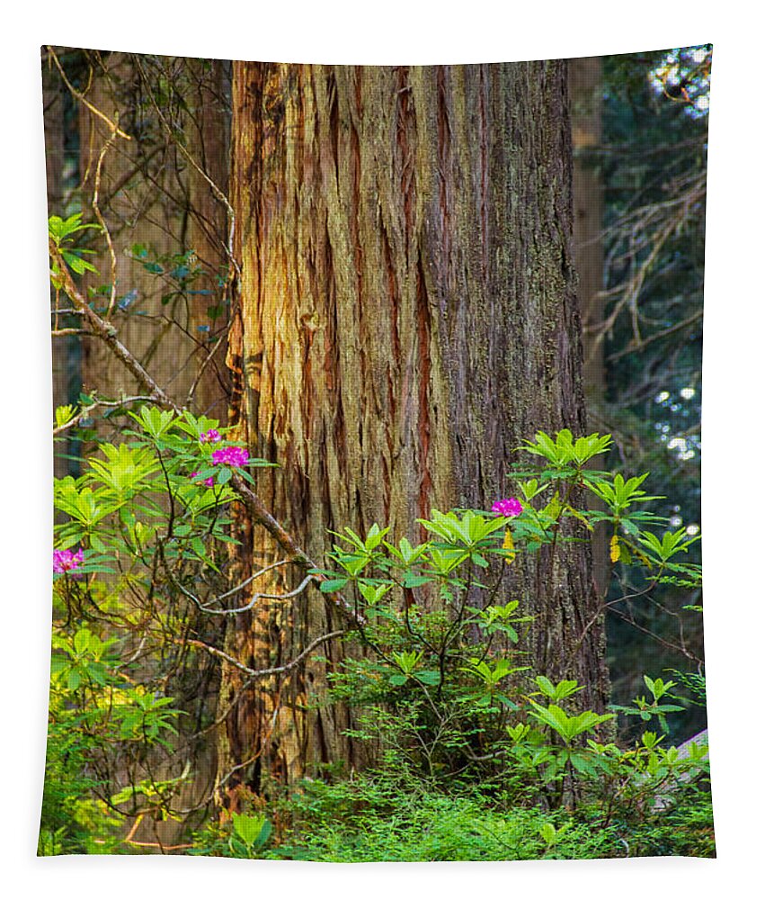 Redwoods Tapestry featuring the photograph The giant and the flower by Kunal Mehra