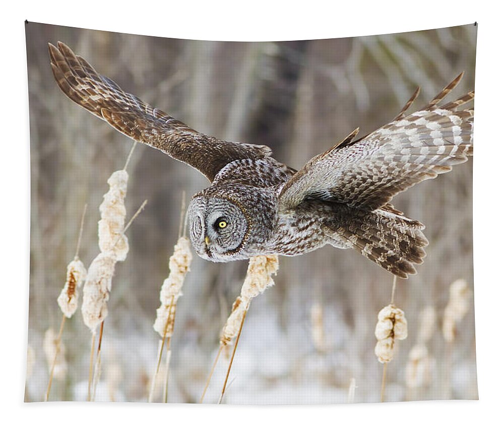 Bird Tapestry featuring the photograph The Great Grey Hunter by Mircea Costina Photography