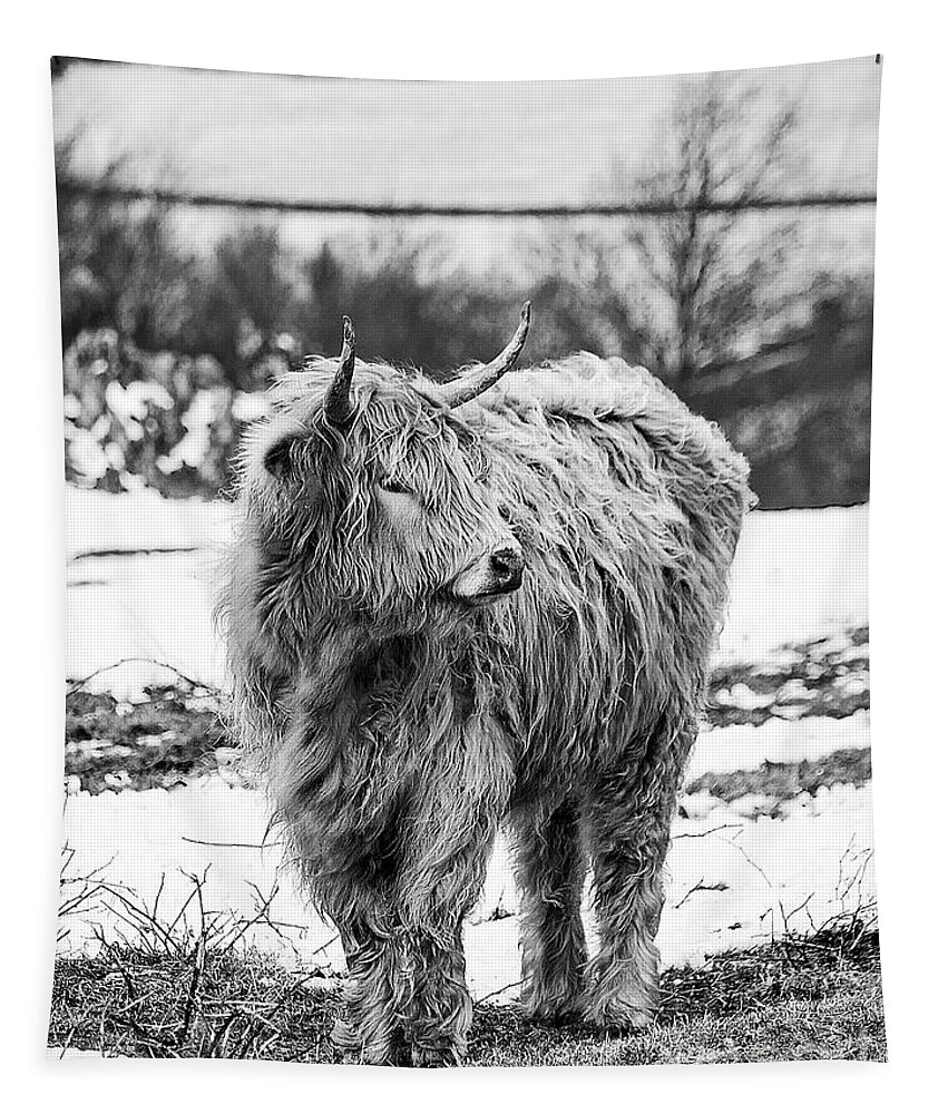 Cow Tapestry featuring the photograph The Highland Cow Black And White by Linsey Williams