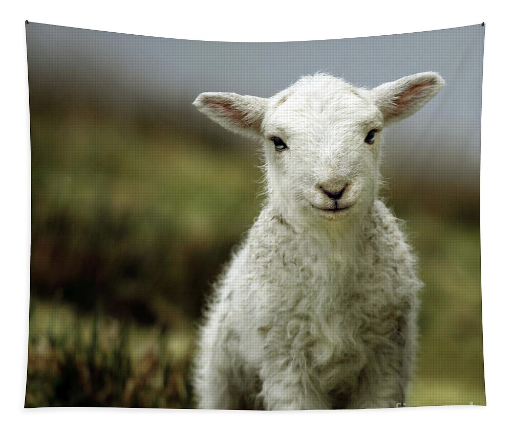 #faatoppicks Tapestry featuring the photograph The Lamb by Ang El