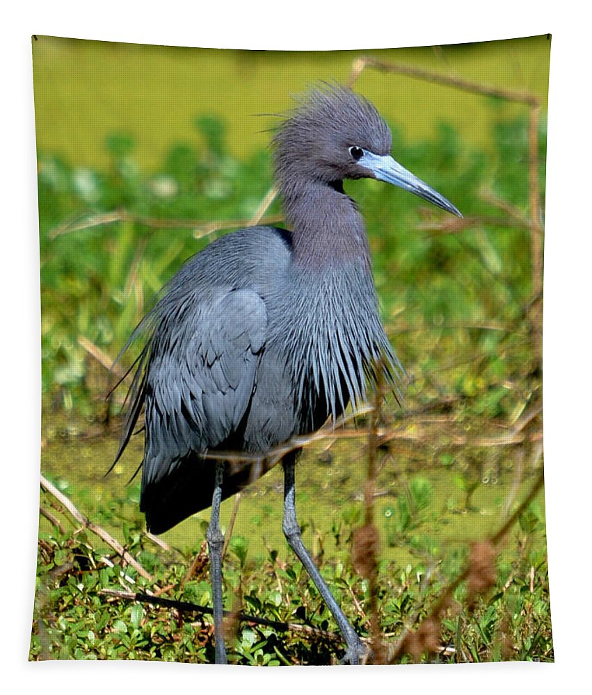 Heron Tapestry featuring the photograph The Little Blue Heron by Kathy Baccari
