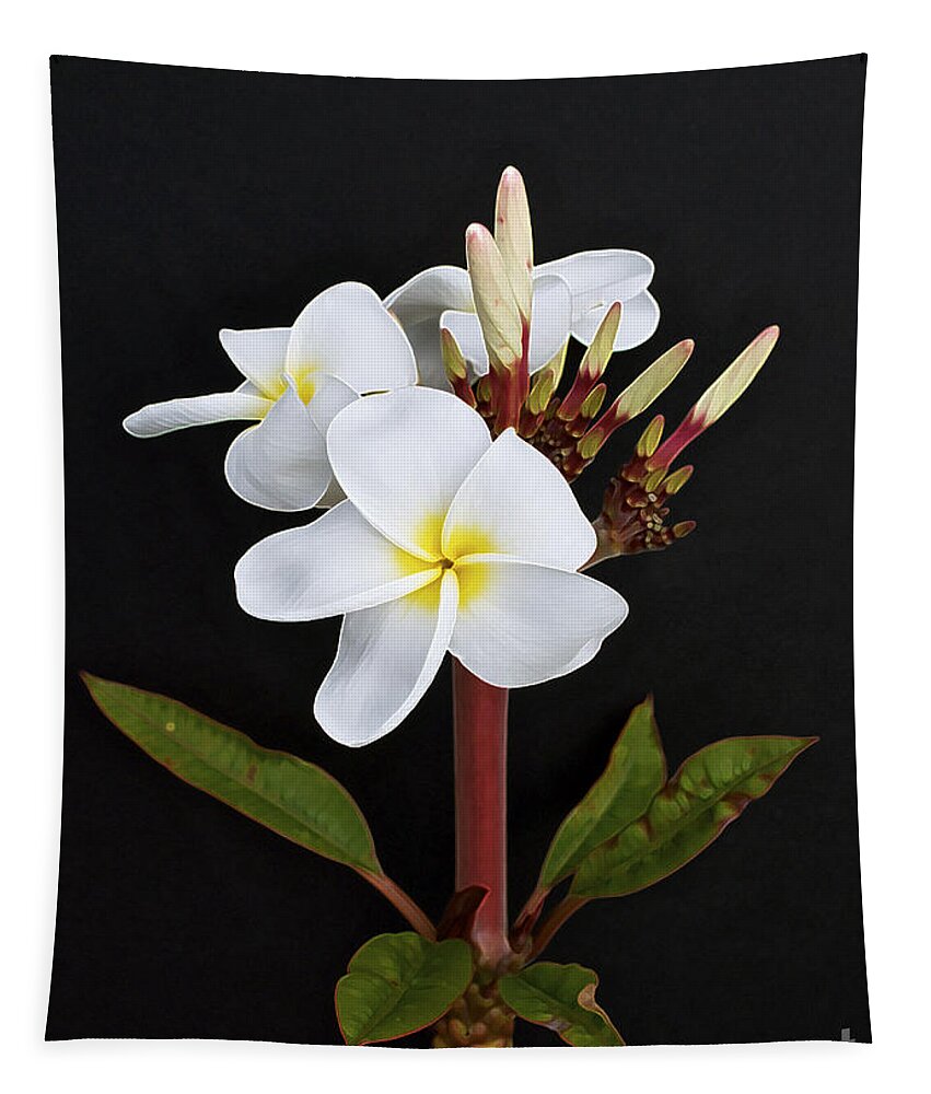 Plumeria Tapestry featuring the photograph The Plumeria by Gwyn Newcombe