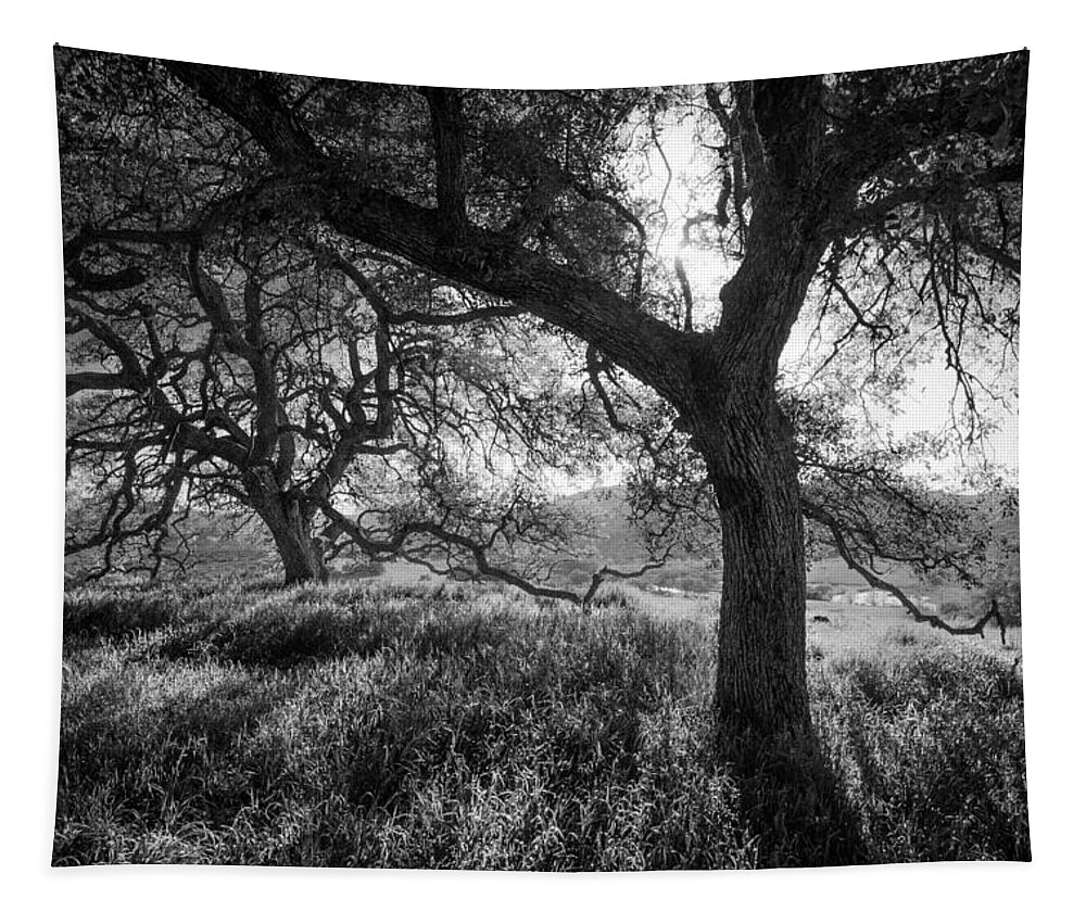 Trees Tapestry featuring the photograph The Purity of Light by Alexander Kunz