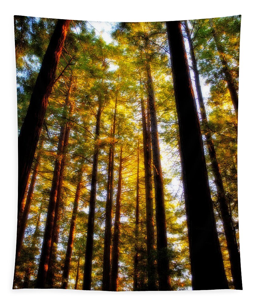 Florence Keller Park Tapestry featuring the photograph The Redwoods of Florence Keller Park by Tikvah's Hope