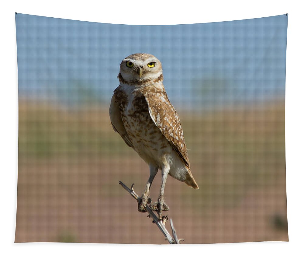 Owl Tapestry featuring the photograph The Stare of a Burrowing Owl by Tony Hake