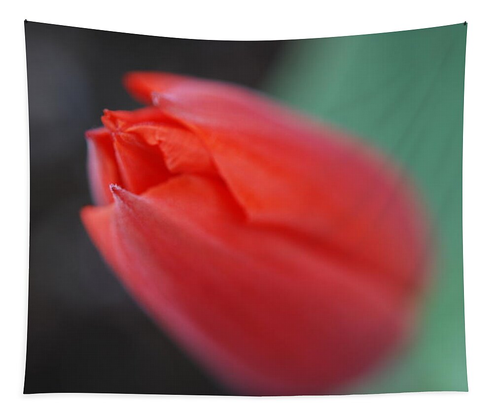 Tulip Tapestry featuring the photograph The Tip of the Tulip by Kathy Paynter