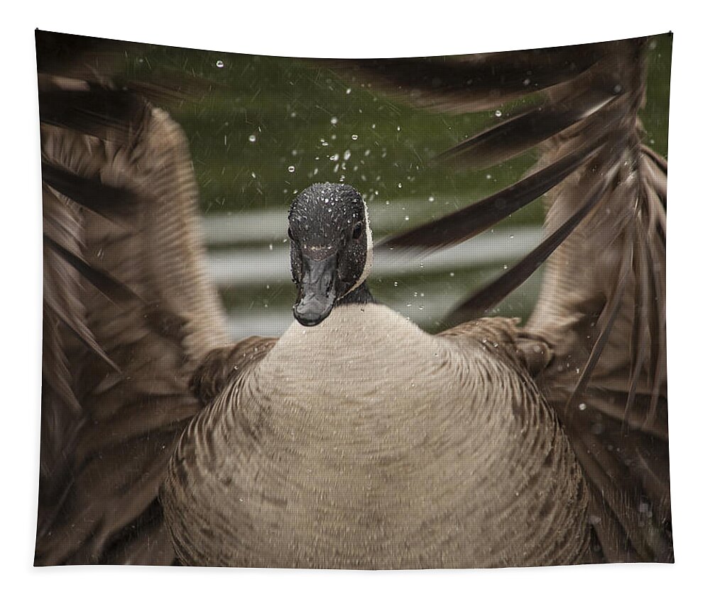 Canada Goose Tapestry featuring the photograph The Wave by Karol Livote