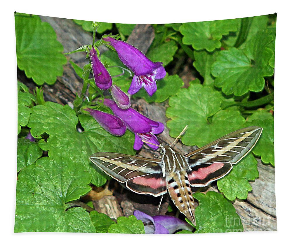 White-lined Spinx Hummingbird Moth Tapestry featuring the photograph The White-Lined Sphinx by Elizabeth Winter