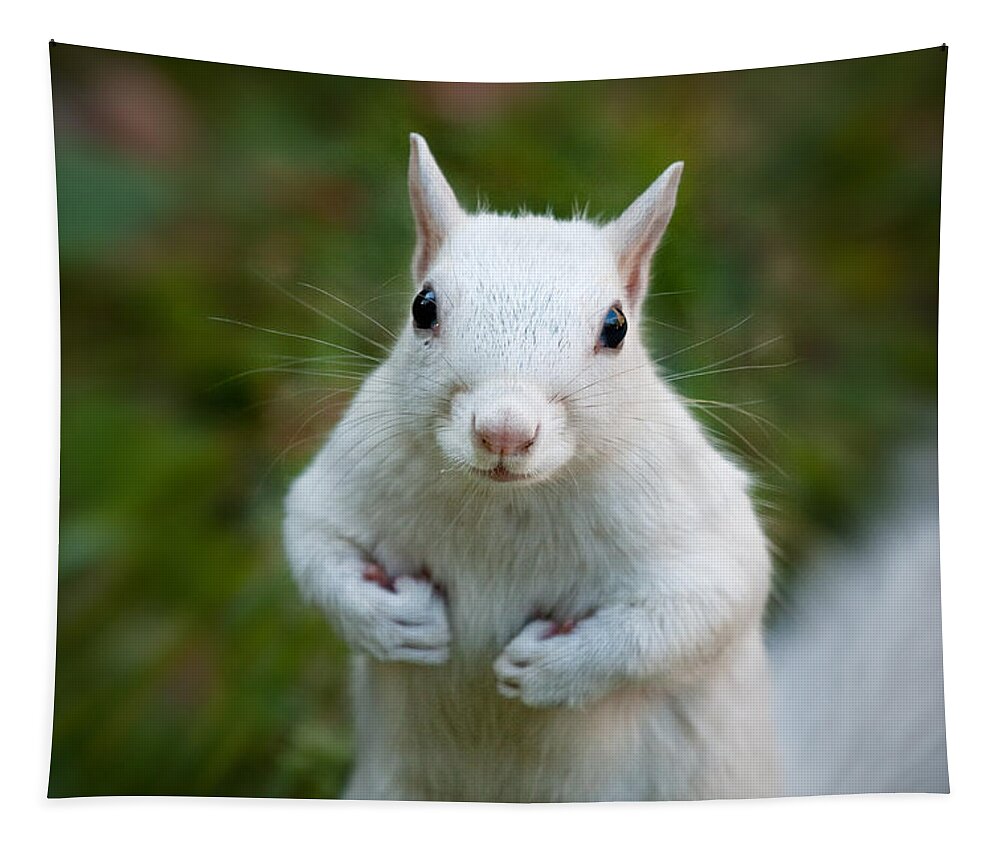 Owed To Nature Tapestry featuring the photograph Thems Fighting Words White Squirrel by Sylvia J Zarco