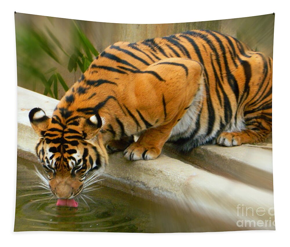 Thirsty Sumatran Tiger Tapestry featuring the photograph Thirsty Sumatran Tiger by Emmy Vickers